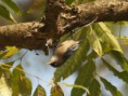 /album/some-overseas-trips/velvet-fronted-nutatch-corbett-jpg/